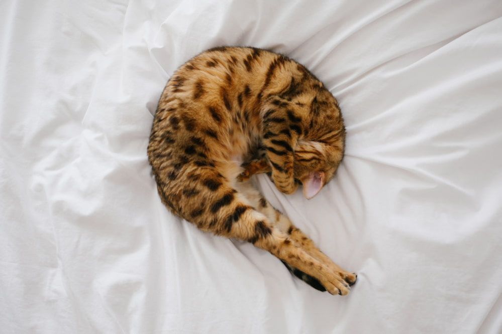 10 Cats That Look Like Leopards