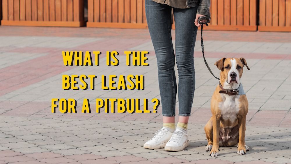 what is the best leash for a pitbull