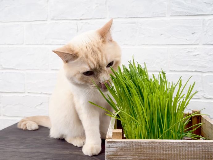 what risks of vegan diet for cats