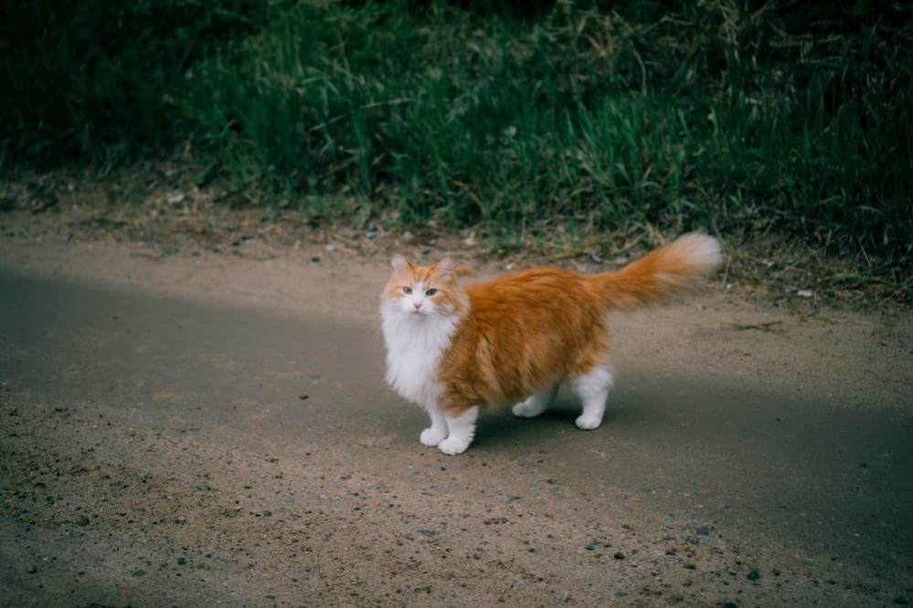 What to do if you Find a Stray Cat Where do you take Stray Cats?
