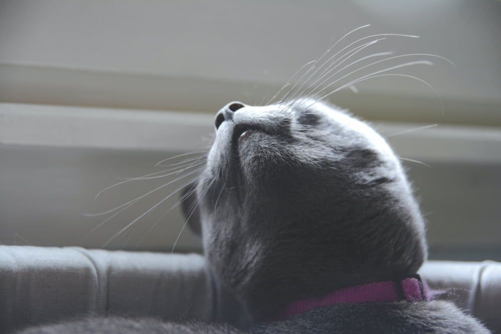 What Smells Do Cats Hate? Understanding a Cat’s Sense of Smell