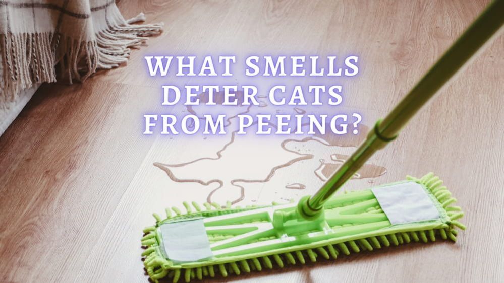 What Smells Deter Cats From Peeing? What smell will cats not pee on?