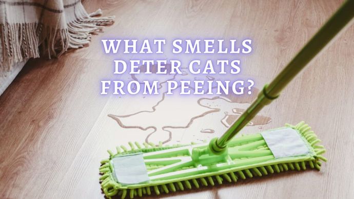 what smells deter cats from peeing