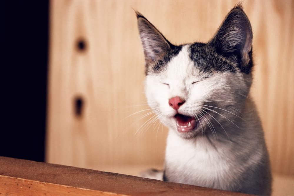 Cat Wheezing 11 Reasons Why Is Your Cat Wheezing