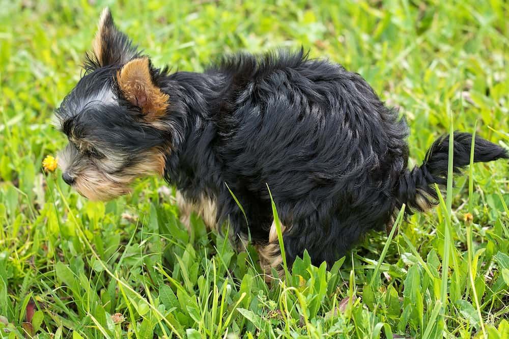 what to do if my dog is constipated