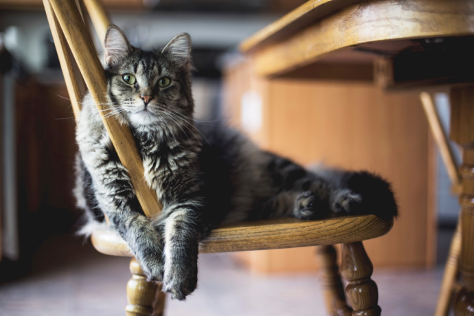 what to do, when your cat is getting old