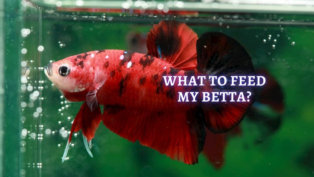 How often do you Feed a Betta Fish The Best Betta Fish Foods