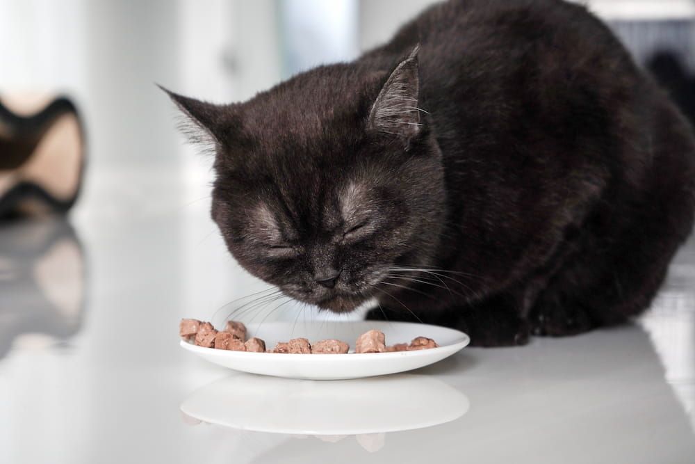 what to look for in canned cat food