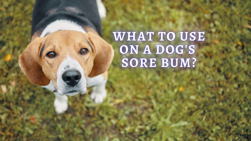 what to use on a dog's sore bum