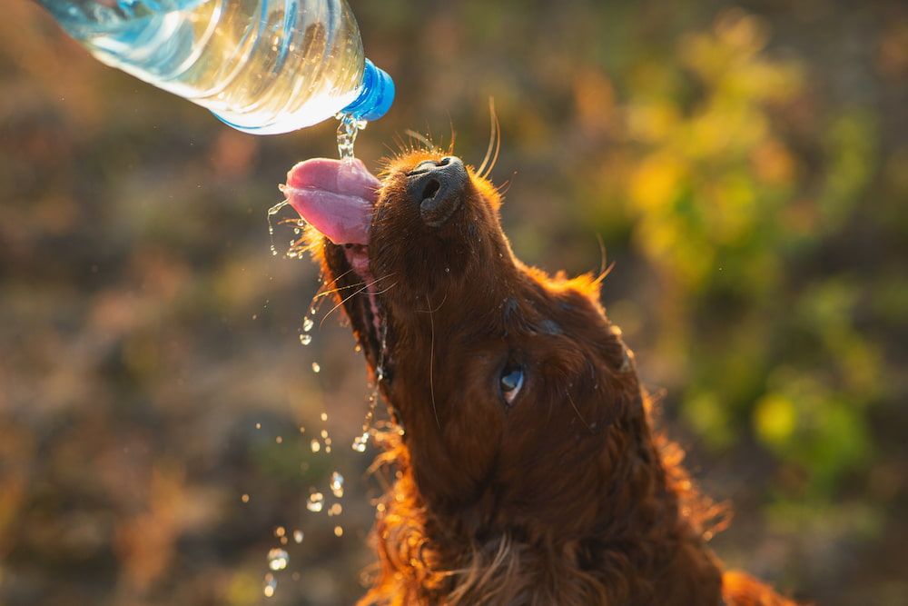what water is best for dogs