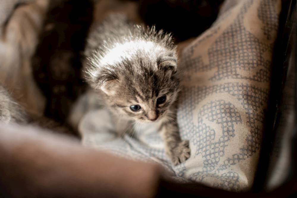 When to Wean Kittens How to Wean Kittens from their Mother