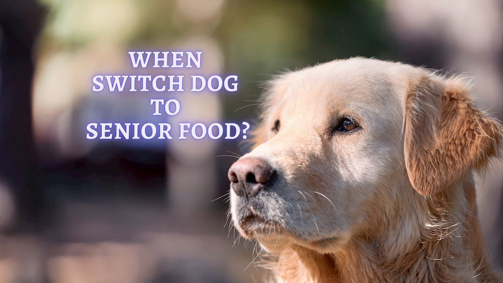 ᐉ When to Switch to Senior Dog Food What to Feed Elderly Dogs?