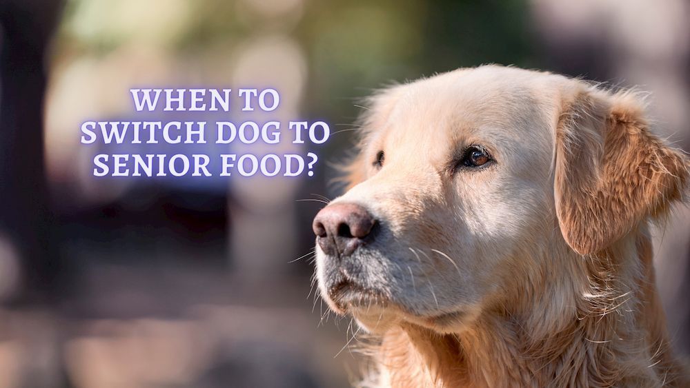 when switch dog to senior dog food