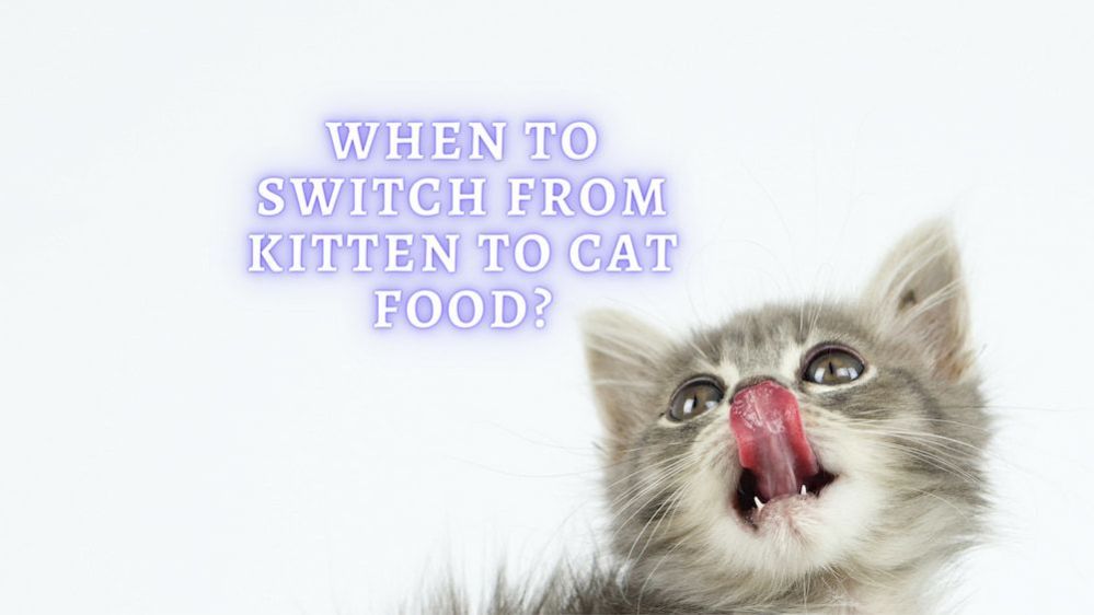 When to Switch from Kitten to Cat Food? Vet Advice