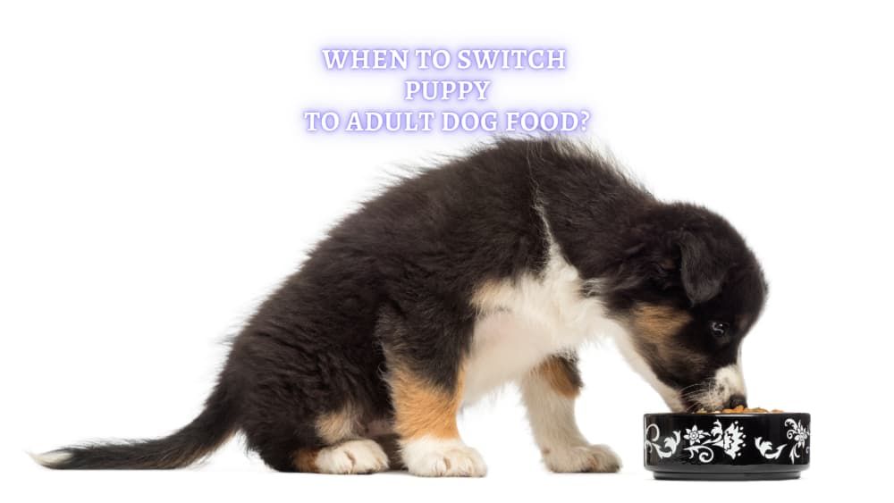 when to switch puppy to adult dog food