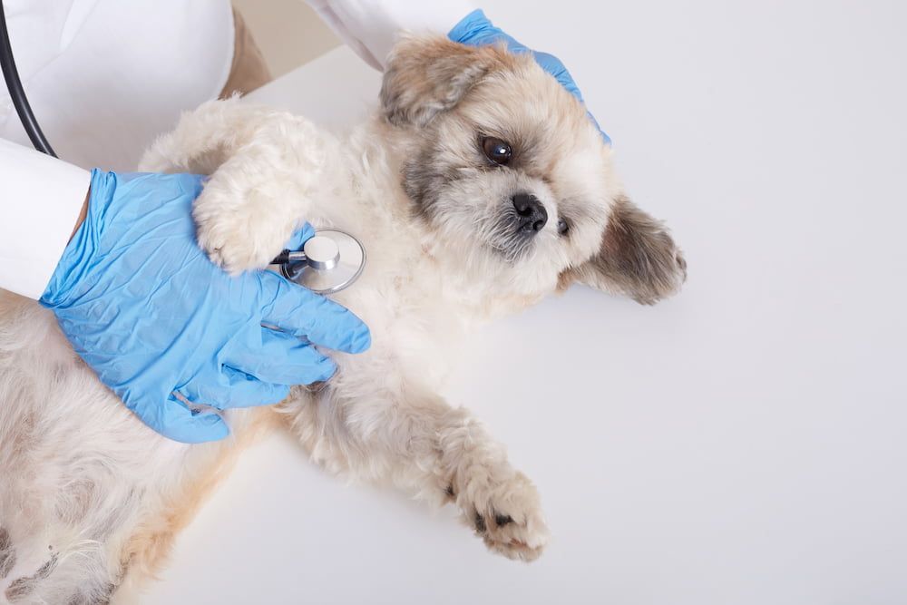when to take a sneezing dog to the vet