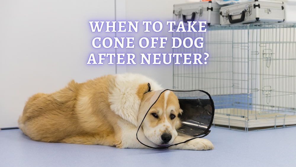 when to take cone off dog after neuter