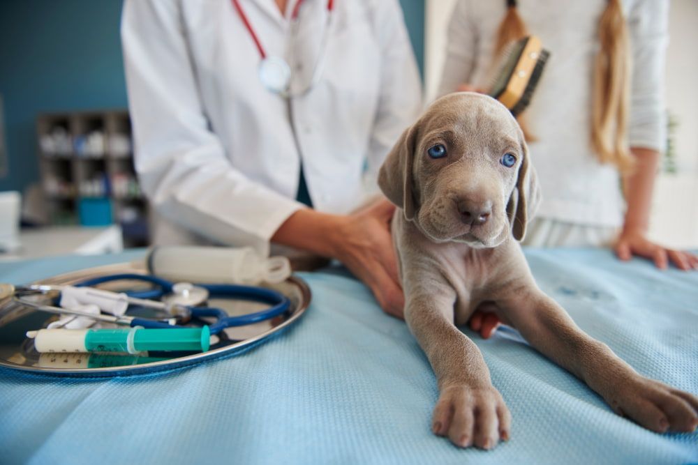 when to visit the veterinarian if my dog dont eat