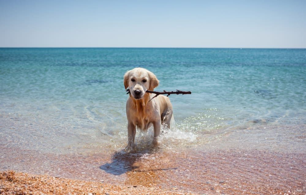 When Is It Too Hot To Walk Your Dog? How to Keep Dog Safe in Summer