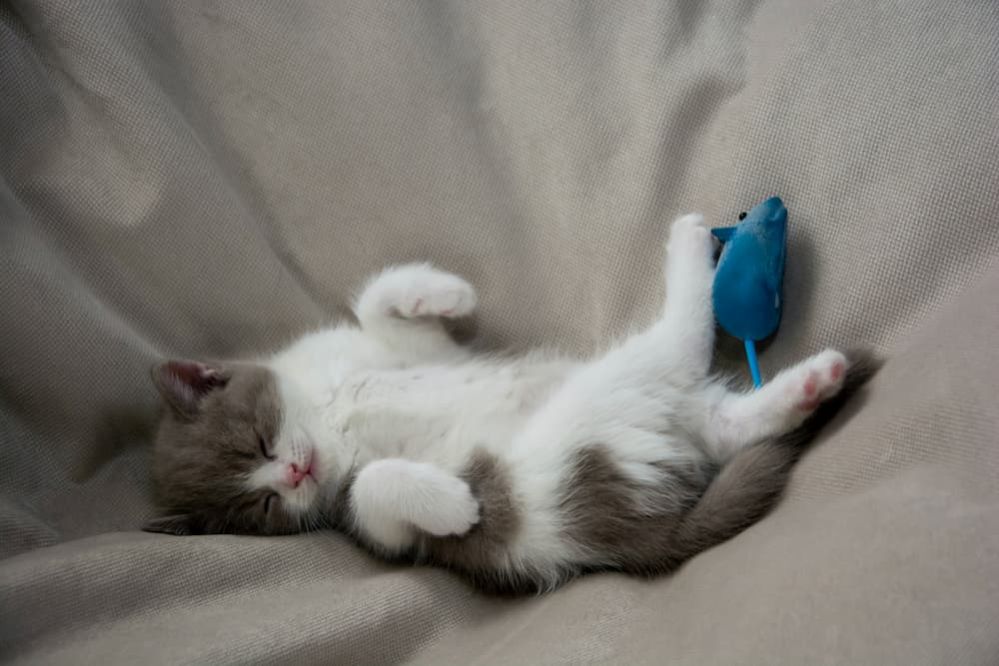 When to Wean Kittens How to Wean Kittens from their Mother