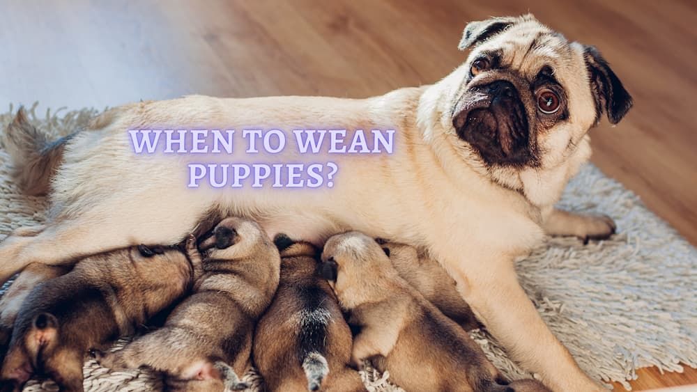when to wean puppies