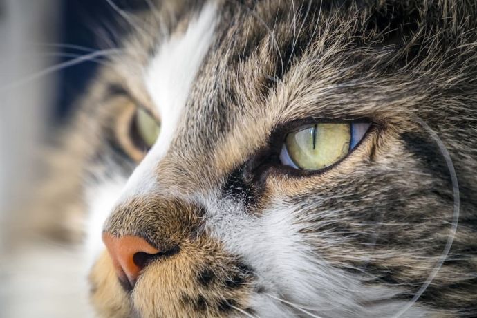 Cat Dry Nose: What Does It Mean? (Vet Approved)