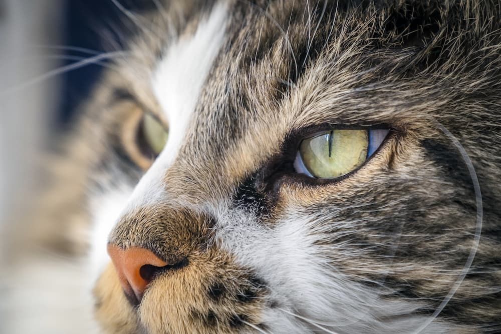 when to worry about a cat dry nose