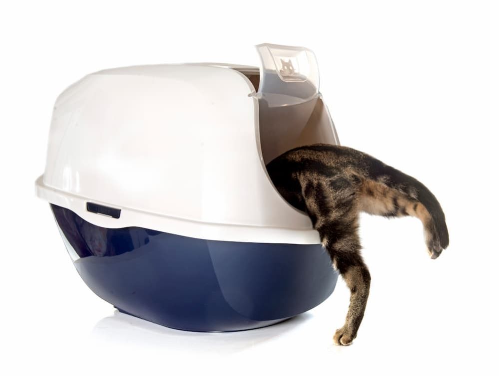 ≡ Where to put Cat Litter Box Best places for litter box in Small