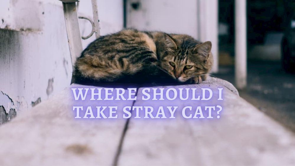 What to do if you Find a Stray Cat Where do you take Stray Cats?