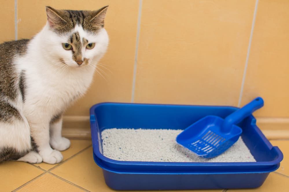 ≡ Where to put Cat Litter Box Best places for litter box in Small