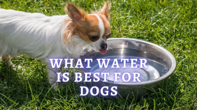 whic water is best for dogs