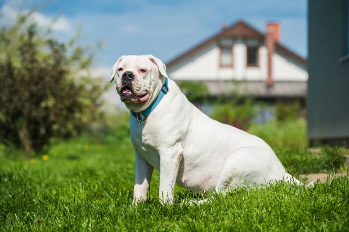 White Dog Breeds: 31 Dog Breeds With White Coat