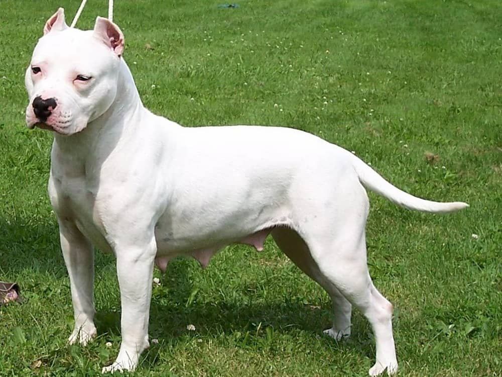 white american staffordshire terrier
