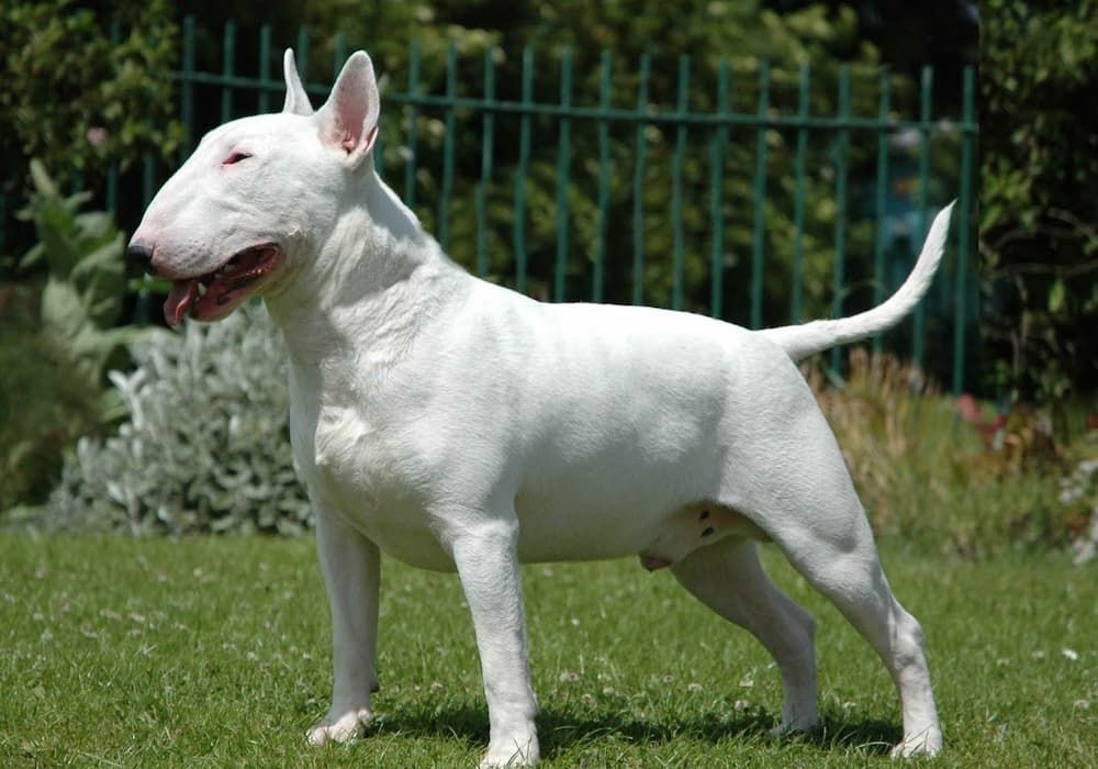 white bull terrier