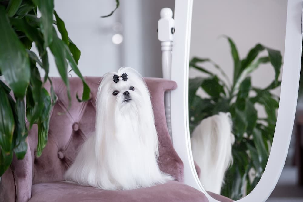 white maltese dog