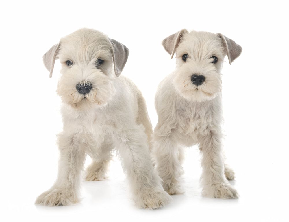 white miniature schnauzer puppies
