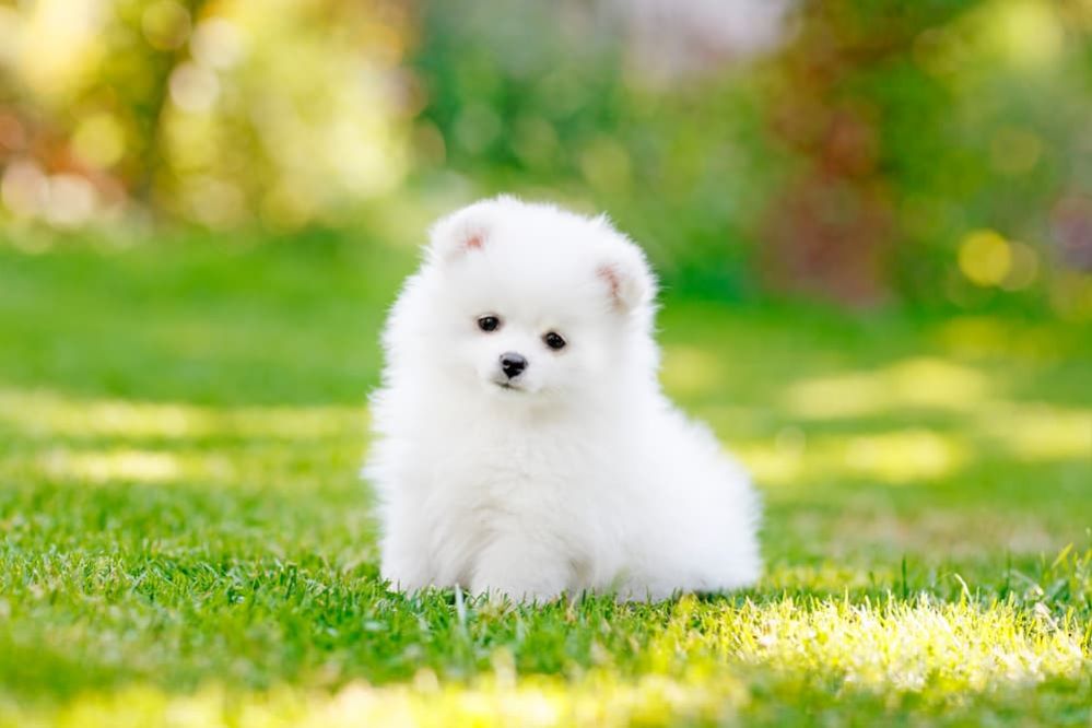 Small White Dog Breeds 16 Cutest White Small Dog Breeds   White Pomeranian Spitz Puppy Large 