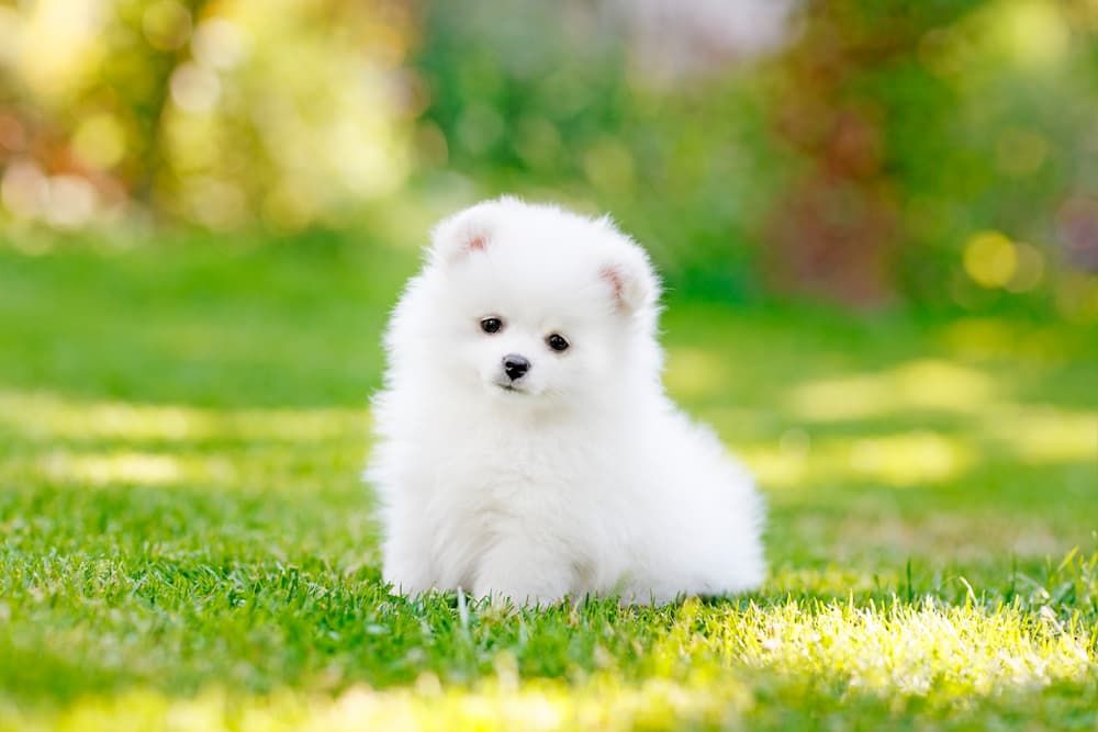 white pomeranian spitz puppy
