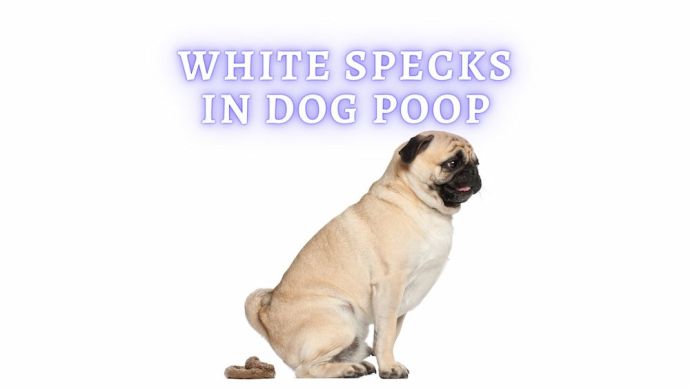 white specks in dog poop