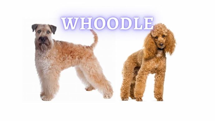 whoodle dog breed