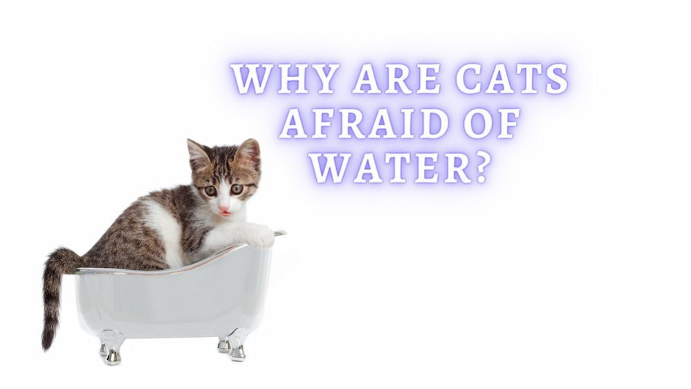 Picture of Why Do Cats Hate Water? Are Cats Afraid Of Water?