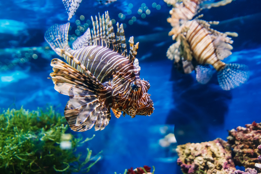 ᐉ Why can't Saltwater Fish live in Freshwater - ThePets