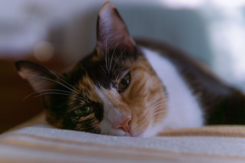 What Smells Deter Cats From Peeing? What smell will cats not pee on?