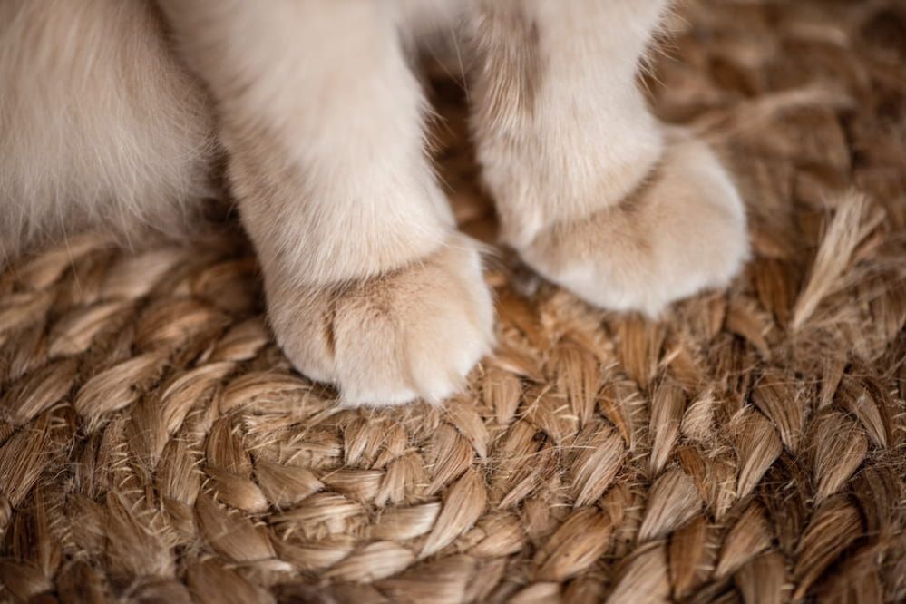 Declawing Cats Is It Cruel To Declaw a Cat?