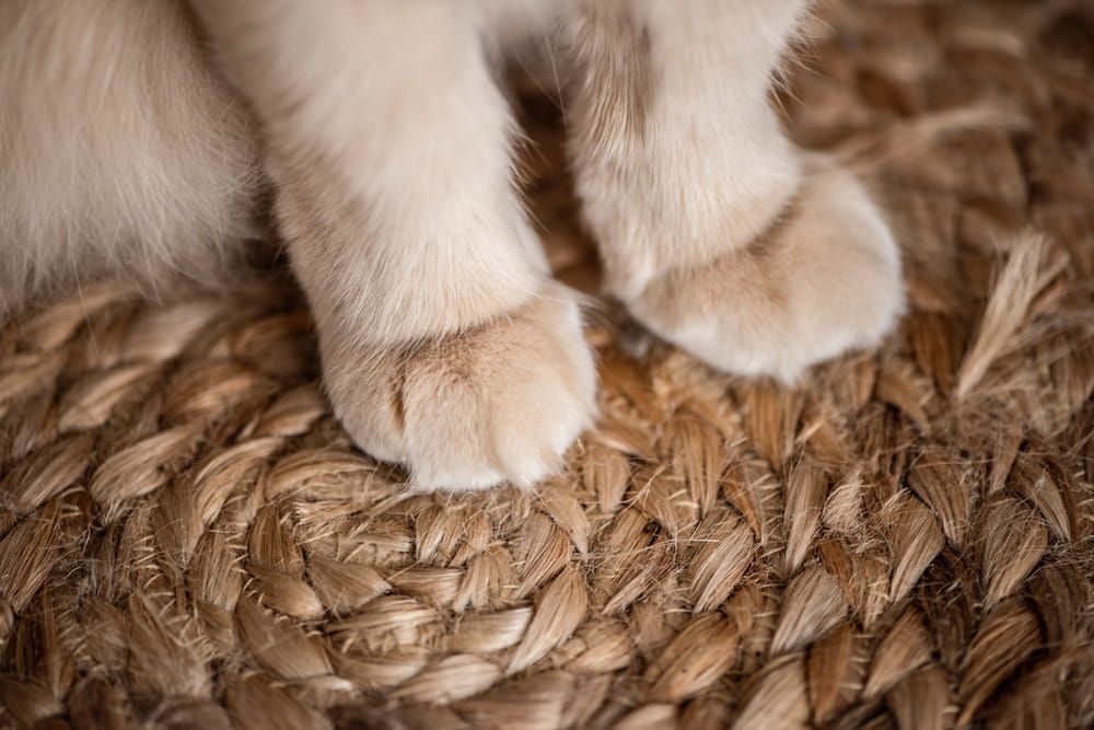 why declawing cats is bad