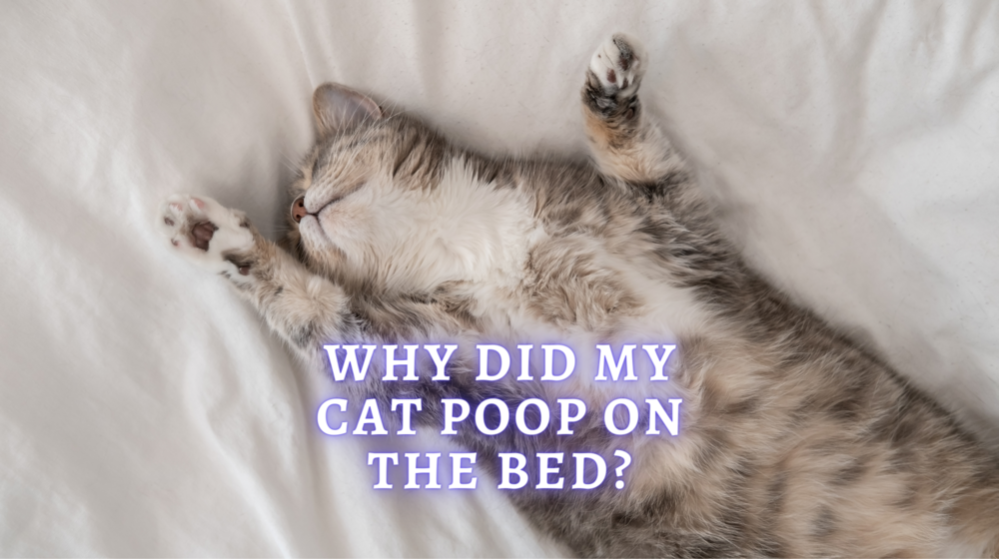 why-did-my-cat-poop-on-my-bed-health-and-behavior-reasons