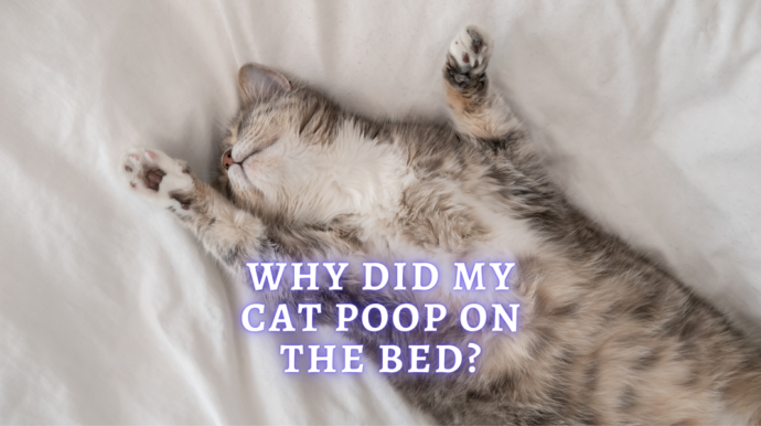 why did my cat poop on my bed
