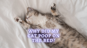 Why Did My Cat Poop On My Bed? Health and Behavior Reasons