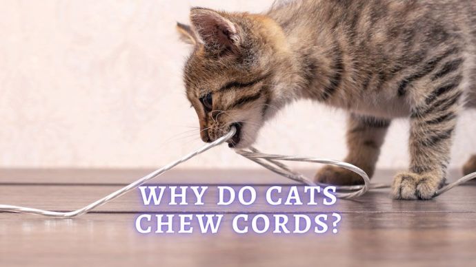 why do cats chew cords