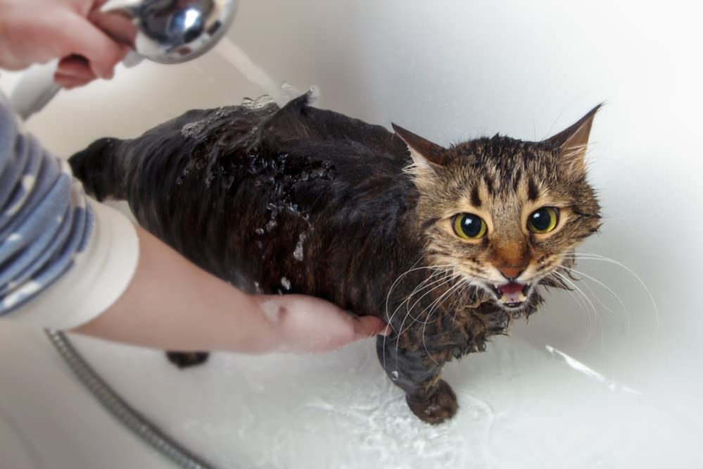 Why Do Cats Hate Water? Are Cats Afraid Of Water? - Why Do Cats Fear Water Regions